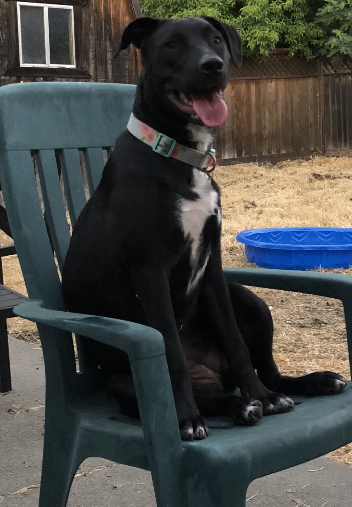 Pic of the Litter: Luna
